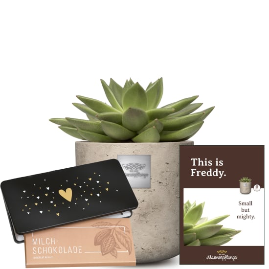 This is Freddy (Echeveria) with Munz bar of chocolate Heart