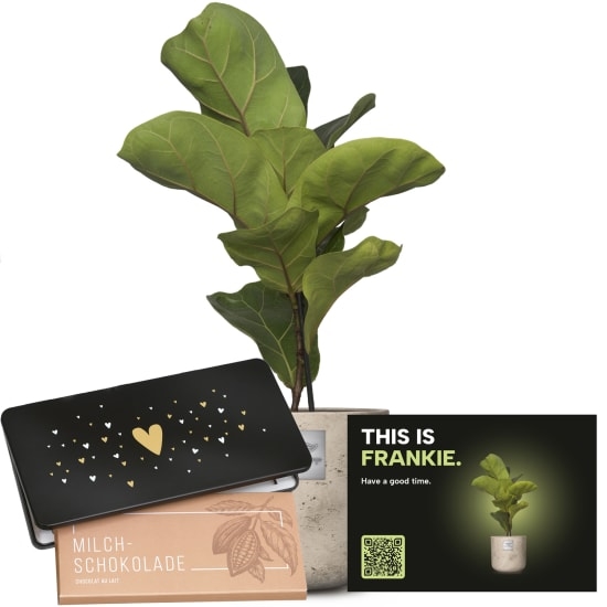 Mannerpflanze «This is Frankie» (Ficus lyrata bambino) with Munz bar of chocolate «Heart»
