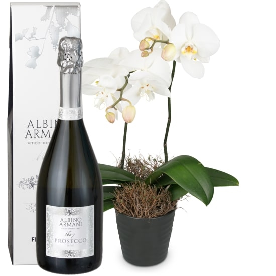 White Dream (orchid) with Prosecco Albino Armani DOC (75 cl)