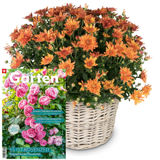 Autumn Magic (orange chrysanthemum) with magazine «Schweizer Garten»