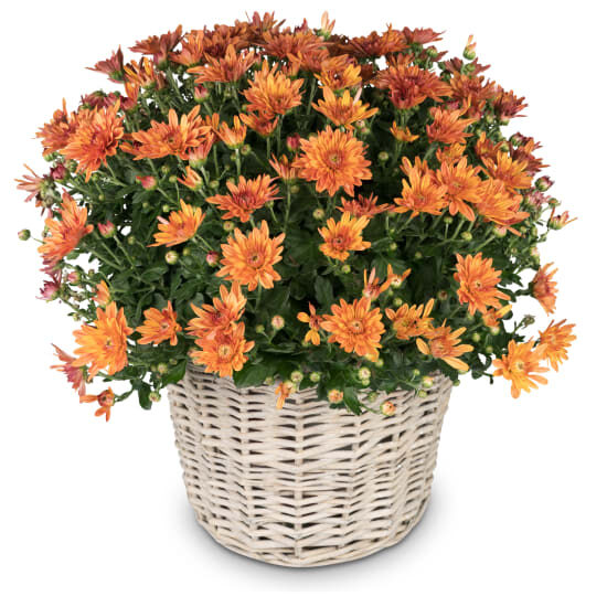 Autumn Magic (orange chrysanthemum)