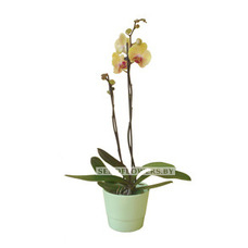 Yellow orchid in a planter