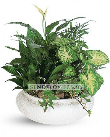 Plants arranged in pot "Exotic Corner"