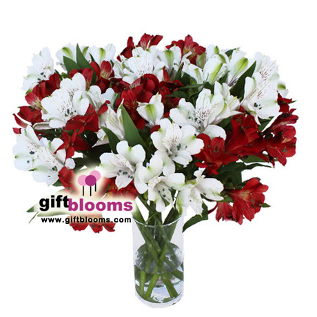 Red and white Alstroemeria Bouquet  My Pearl
