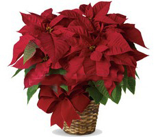 Red Poinsettia plant with seasonal decoration