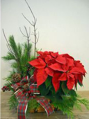 Red Poinsettia Plant in a Basket & Seasonal greens