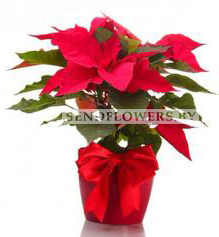 Red Poinsettia plant