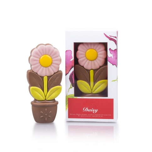 Daisy Pink - Chocolate flower
