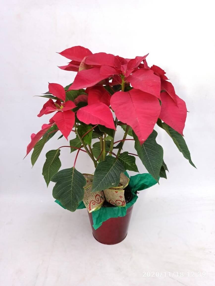 DECORATIVE LEAF ORNAMENT