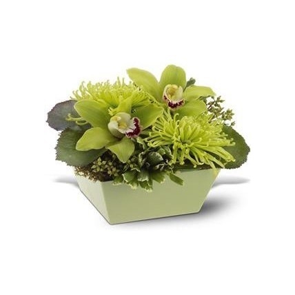 Shamrock
