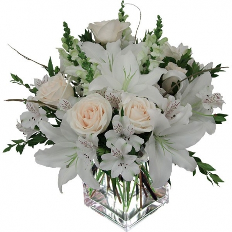 White Dream