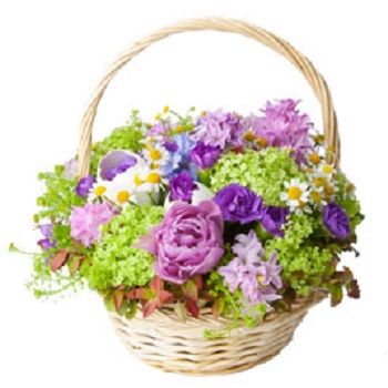 Lila Cart