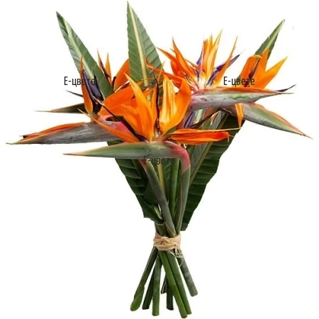 Bouquet of exotic Strelitzias