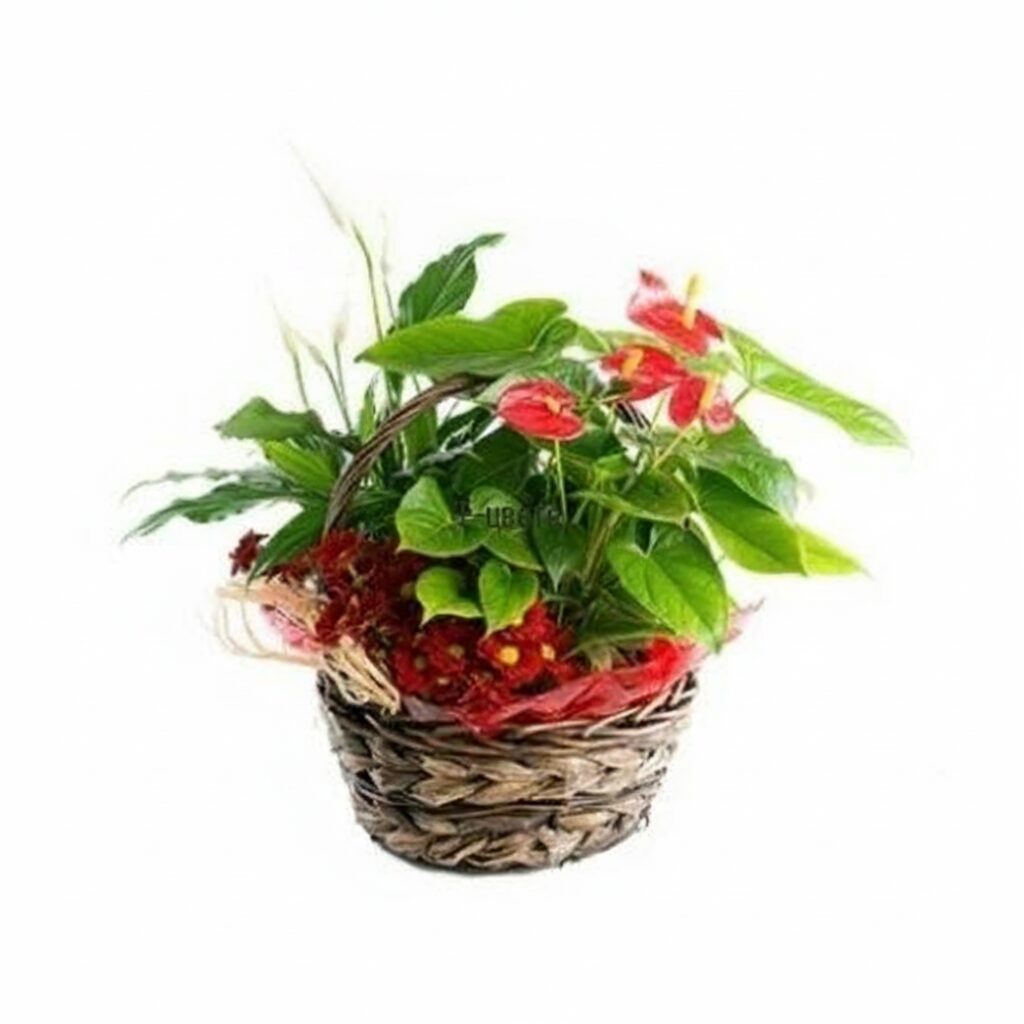 Basket with Anthurium and Spathiphyllum