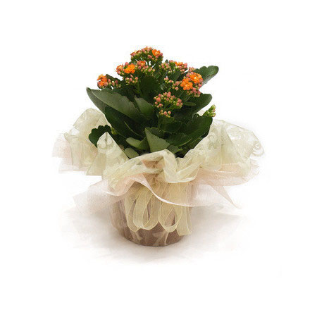 Kalanchoe potted plant