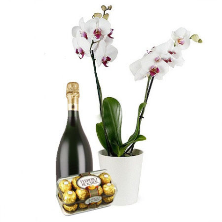 Orchid and Gifts