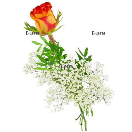 One Orange Rose