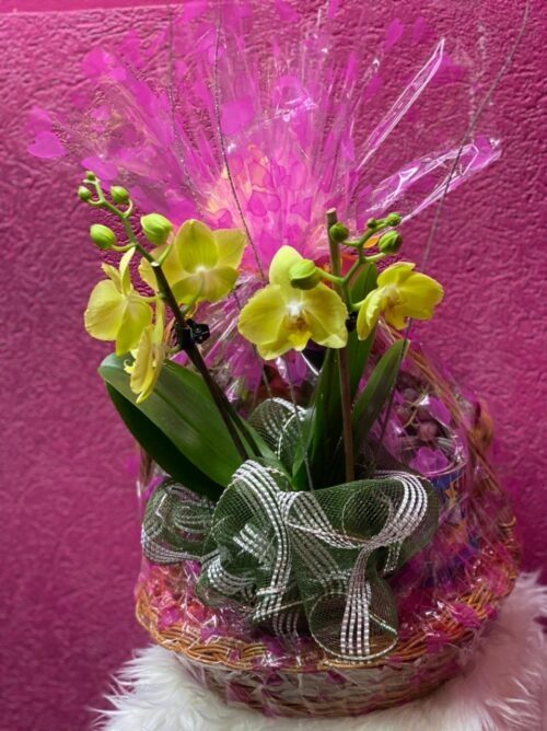 Personalized Basket with Orchid Plant (Standard)