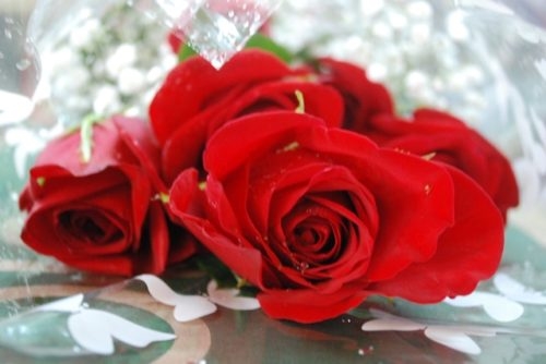 Rose Gift Wrapped