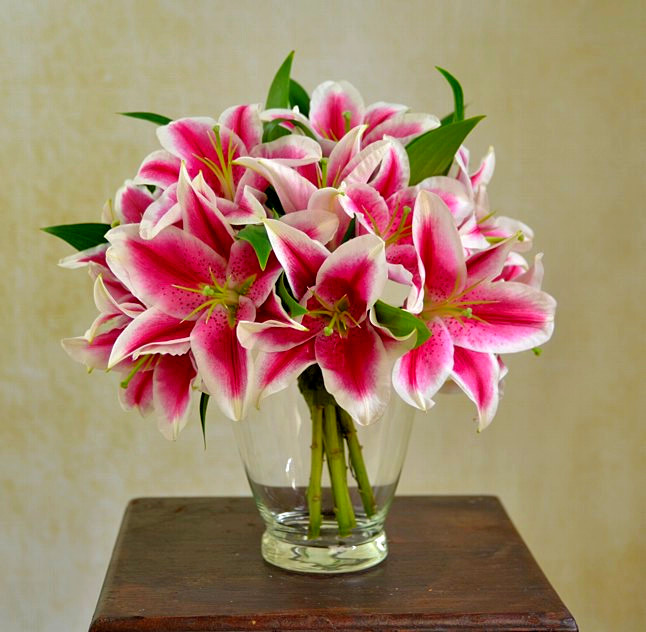 Royal lily