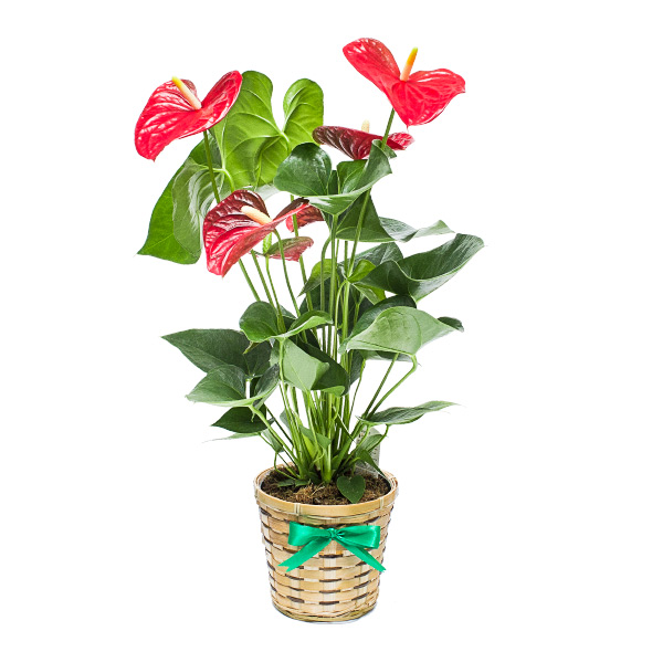 Anthurium