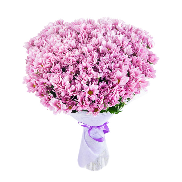 Purple Chrysanthemum